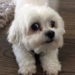 Meet your Posher, Boys2